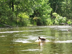 chippewa river June 2013 018